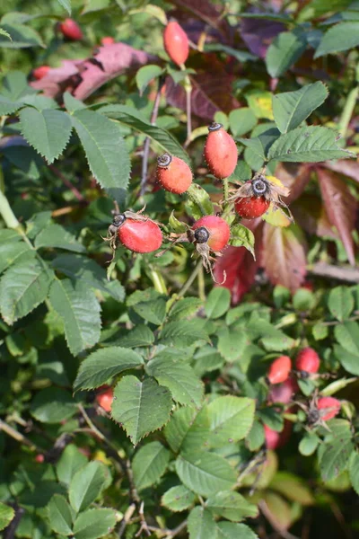 Ağacın Üzerinde Yetişen Gül Ağacı Rosehip Meyveleri Tıbbi Bitkisel Hammaddeler — Stok fotoğraf