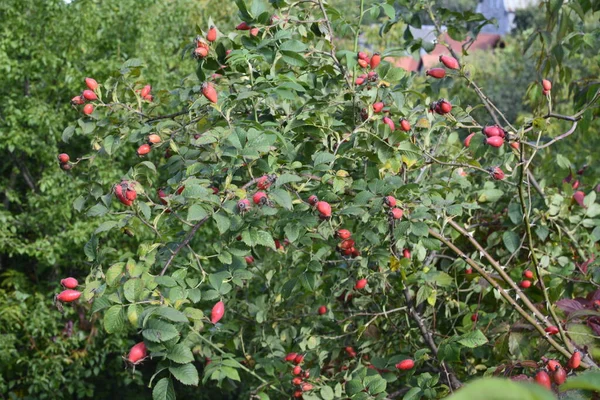 木の上で成長するローズヒップ ローズヒップフルーツ薬用ハーブ原料 — ストック写真