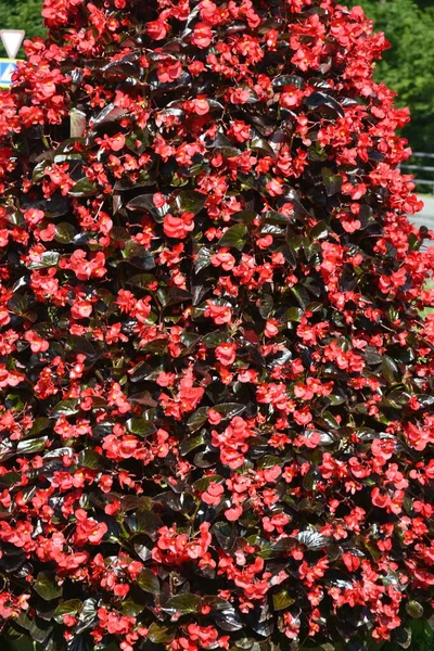 Begonien Strauch Mit Glänzenden Rosa Roten Und Weißen Blütenblättern Und — Stockfoto