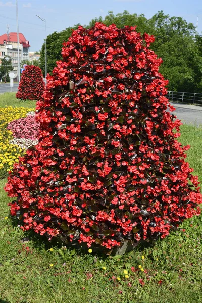 Begonien Strauch Mit Glänzenden Rosa Roten Und Weißen Blütenblättern Und — Stockfoto