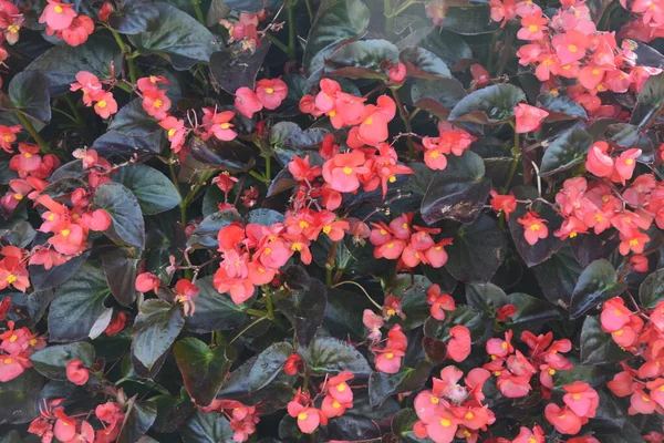 光沢のあるピンク 赤と白の花弁とブッシュの上の黄色の中心を持つベゴニアブッシュ — ストック写真