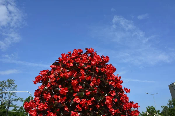 Parlak Pembe Kırmızı Beyaz Yapraklı Begonya Çalısı Çalıların Üzerinde Sarı — Stok fotoğraf