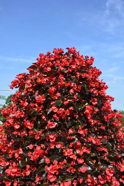 Křoví Begonia Lesklými Růžovými Červenými Bílými Okvětními Lístky Žlutým Středem — Stock fotografie