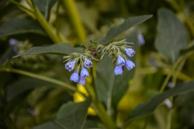 Symphytum Kafkasya 'nın güzel mavi çiçekleri, aynı zamanda Kafkasya papağanı olarak da bilinir, bahar parkında çiçek açar. Bahar bahçesinde yeşil yapraklar üzerinde güzel mavi çiçeklerle mavi papağan..