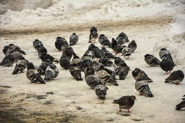 Städtische Tauben Auf Dem Platz Winter Schnee Ein Mann Geht — Stockfoto