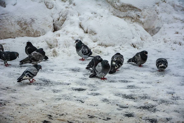 Städtische Tauben Auf Dem Platz Winter Schnee Ein Mann Geht — Stockfoto