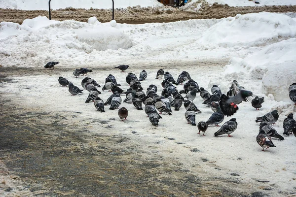 Städtische Tauben Auf Dem Platz Winter Schnee Ein Mann Geht — Stockfoto
