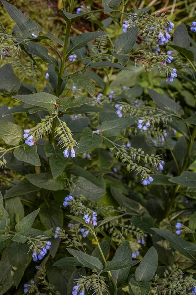 Hermosas Flores Azules Symphytum Caucasicum También Conocida Como Consuelda Caucásica — Foto de Stock