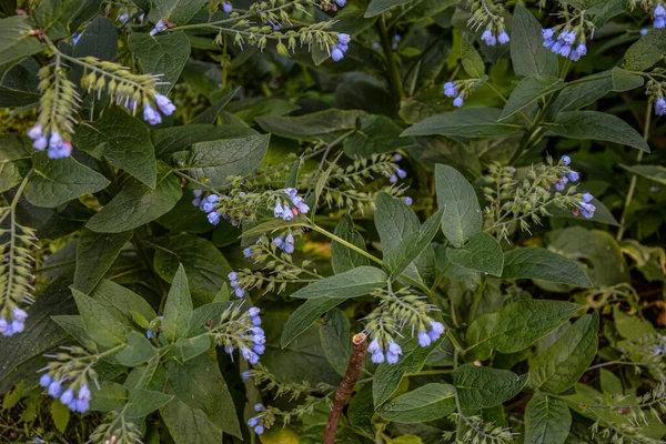 Hermosas Flores Azules Symphytum Caucasicum También Conocida Como Consuelda Caucásica — Foto de Stock