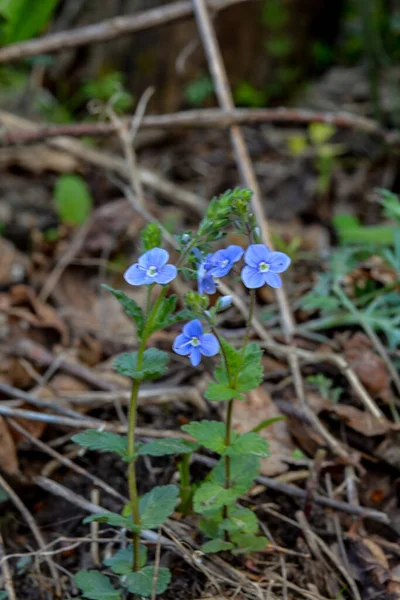 Veronica Chamaedrys Germander Veronika Madártávlati Speedwell Virágzik — Stock Fotó