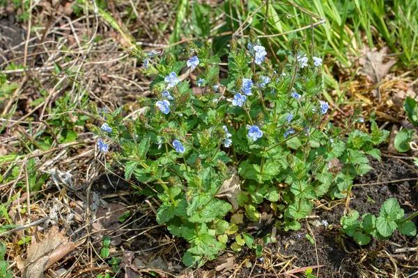 Veronica Chamaedrys Germander Veronika Madártávlati Speedwell Virágzik — Stock Fotó