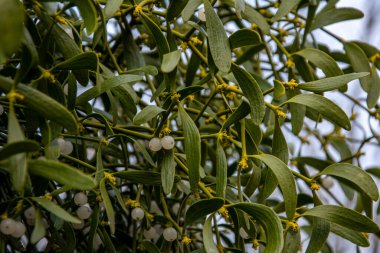 Yeşil yapraklı ökseotu dalı ve gri desenli arka planda beyaz böğürtlen