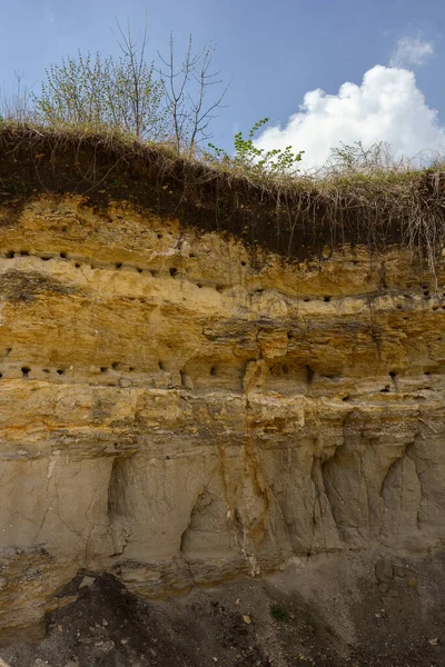 Empty nests, burrows of birds in the sand cliffs. Numerous holes of nests of swallows or swifts in the sandy slope .Swallow nests and swallows flying .