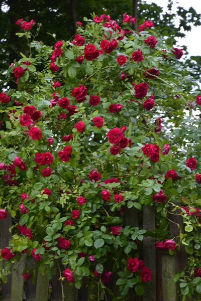 Formaler Garten Mit Roter Gepolsterter Rose Auf Landhaushintergrund Zweig Einer — Stockfoto