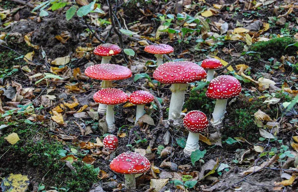 Voar Agárico Uma Floresta Close Foto Beautiful Mosca Vermelha Agarics — Fotografia de Stock