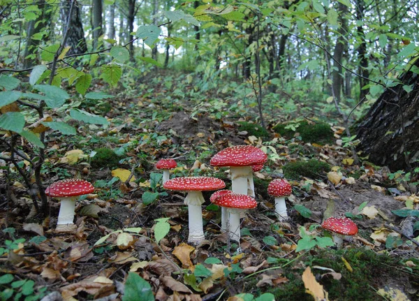 Volar Agárico Bosque Foto Primer Plano Hermosos Agáricos Mosca Roja —  Fotos de Stock