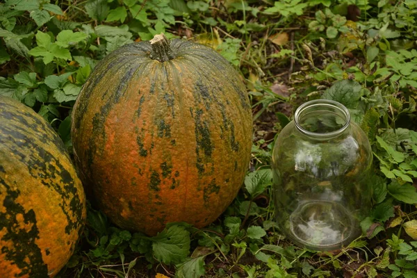 Herbst Gemüse Lebensmittel Erntedank Hintergrund Banner Draufsicht Viele Bunte Orange — Stockfoto