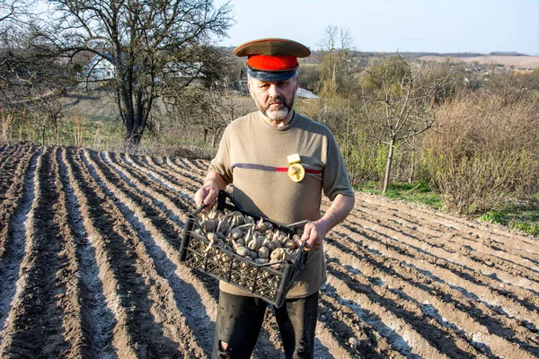 Homem Idoso Com Boné Militar Com Uma Caixa Batatas Campo — Fotografia de Stock