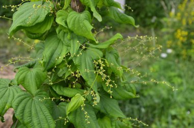Tırmanma veya ilaç bitkilerinin botanik koleksiyonu Dioscorea Communis veya Tamus Communis, siyah bryony, bayan mührü veya siyah bindweed bitkisi. Açık yeşil dioscorea baziclavicaulis desenli bitki yaprağı