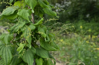 Tırmanma veya ilaç bitkilerinin botanik koleksiyonu Dioscorea Communis veya Tamus Communis, siyah bryony, bayan mührü veya siyah bindweed bitkisi. Açık yeşil dioscorea baziclavicaulis desenli bitki yaprağı