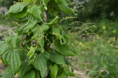 Tırmanma veya ilaç bitkilerinin botanik koleksiyonu Dioscorea Communis veya Tamus Communis, siyah bryony, bayan mührü veya siyah bindweed bitkisi. Açık yeşil dioscorea baziclavicaulis desenli bitki yaprağı