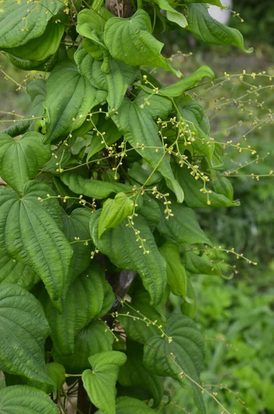 Botaniczny Zbiór Roślin Wspinaczkowych Lub Leczniczych Dioscorea Communis Lub Tamus — Zdjęcie stockowe