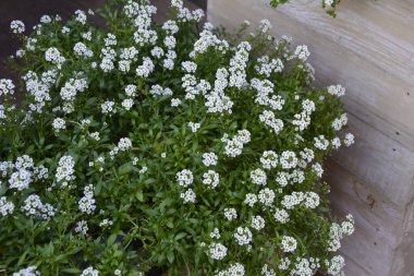 Lobularia maritima çiçeklerine (syn. Alyssum maritimum, yaygın adı Sweet alyssum veya Sweet Alison), genellikle yer altı örtüsü olarak kullanılan bir bitki..
