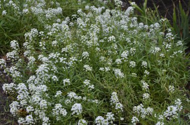 Lobularia maritima çiçeklerine (syn. Alyssum maritimum, yaygın adı Sweet alyssum veya Sweet Alison), genellikle yer altı örtüsü olarak kullanılan bir bitki..