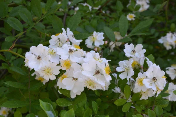 Мультифлора Японская Роза Небольшая Группа Диких Многоцветковых Роз — стоковое фото