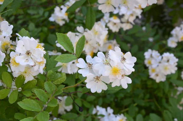 Rosa Multiflora Japon Gülü Güzel Saf Beyaz Bir Gül Rosa — Stok fotoğraf