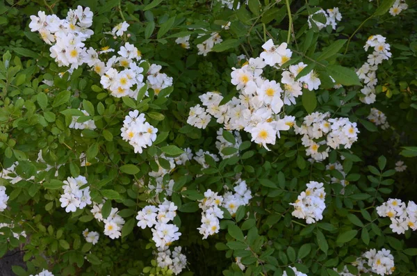 バラの多花序湖の岸に咲く美しい純白のバラ ローザ多花植物 野生の多花性バラの小グループ — ストック写真