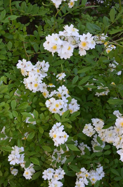 Rosa Multiflora Japonská Růže Krásná Čistě Bílá Růže Rosa Multiflora — Stock fotografie