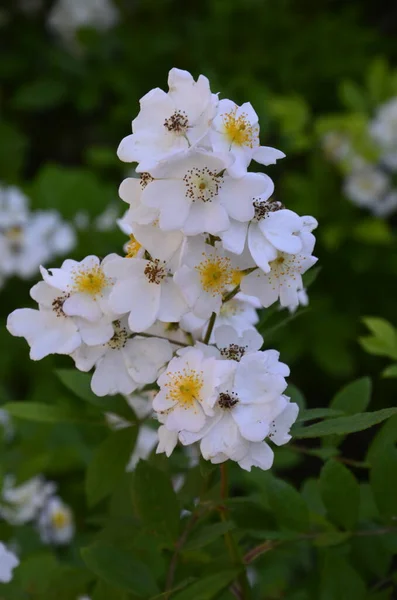 Rosa Multiflora Japon Gülü Güzel Saf Beyaz Bir Gül Rosa — Stok fotoğraf