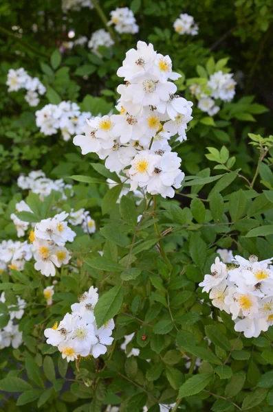 Rosa Multiflora Japonská Růže Krásná Čistě Bílá Růže Rosa Multiflora — Stock fotografie