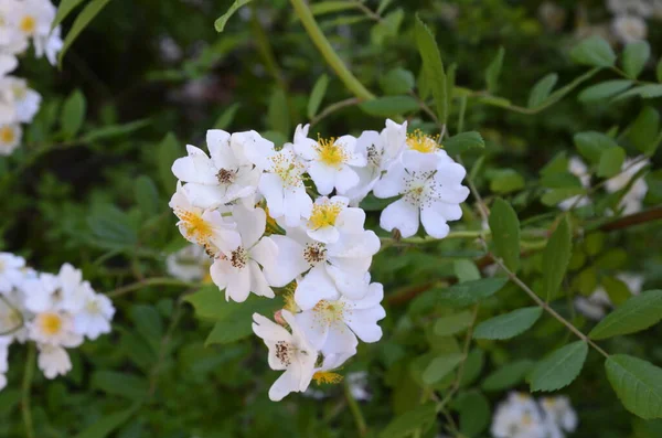 Rosa Multiflora Japon Gülü Güzel Saf Beyaz Bir Gül Rosa — Stok fotoğraf