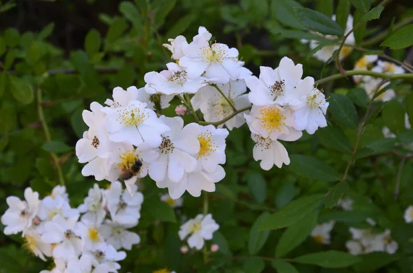 Rosa Multiflora Japon Gülü Güzel Saf Beyaz Bir Gül Rosa — Stok fotoğraf