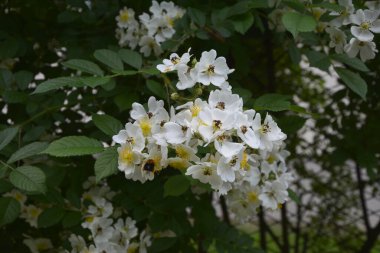 Rosa multiflora (Japon gülü). Güzel, saf, beyaz bir gül. Rosa multiflora bir gölün kıyısında çiçek açıyor. Küçük bir grup yabani multiflora gülü .