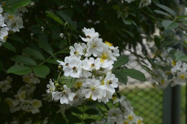 Rosa multiflora (Japon gülü). Güzel, saf, beyaz bir gül. Rosa multiflora bir gölün kıyısında çiçek açıyor. Küçük bir grup yabani multiflora gülü .