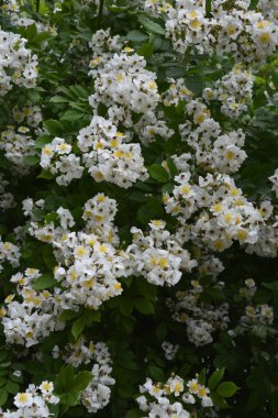 Rosa multiflora (Japon gülü). Güzel, saf, beyaz bir gül. Rosa multiflora bir gölün kıyısında çiçek açıyor. Küçük bir grup yabani multiflora gülü .