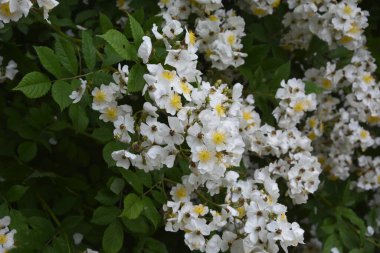 Rosa multiflora (Japon gülü). Güzel, saf, beyaz bir gül. Rosa multiflora bir gölün kıyısında çiçek açıyor. Küçük bir grup yabani multiflora gülü .