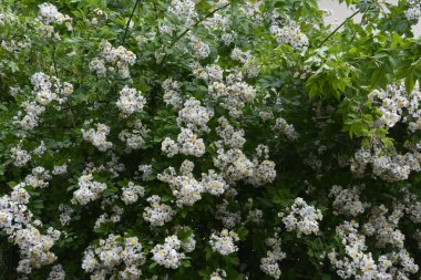 Rosa multiflora (Japon gülü). Güzel, saf, beyaz bir gül. Rosa multiflora bir gölün kıyısında çiçek açıyor. Küçük bir grup yabani multiflora gülü .