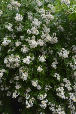 Rosa multiflora (Japon gülü). Güzel, saf, beyaz bir gül. Rosa multiflora bir gölün kıyısında çiçek açıyor. Küçük bir grup yabani multiflora gülü .