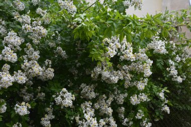 Rosa multiflora (Japon gülü). Güzel, saf, beyaz bir gül. Rosa multiflora bir gölün kıyısında çiçek açıyor. Küçük bir grup yabani multiflora gülü .