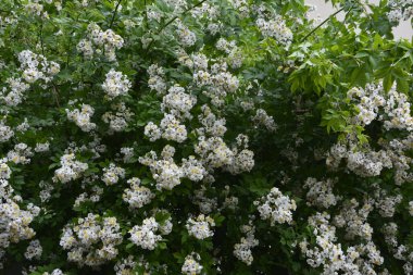 Rosa multiflora (Japon gülü). Güzel, saf, beyaz bir gül. Rosa multiflora bir gölün kıyısında çiçek açıyor. Küçük bir grup yabani multiflora gülü .