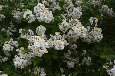 Rosa multiflora (Japon gülü). Güzel, saf, beyaz bir gül. Rosa multiflora bir gölün kıyısında çiçek açıyor. Küçük bir grup yabani multiflora gülü .