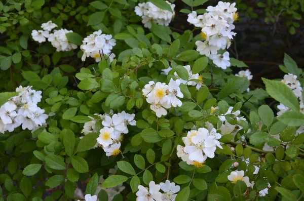 バラの多花序湖の岸に咲く美しい純白のバラ ローザ多花植物 野生の多花性バラの小グループ — ストック写真