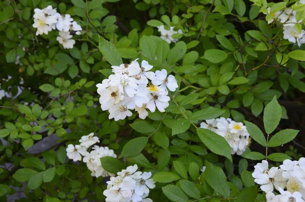 Rosa Multiflora Ιαπωνικό Τριαντάφυλλο Υπέροχο Λευκό Τριαντάφυλλο Rosa Multiflora Άνθιση — Φωτογραφία Αρχείου