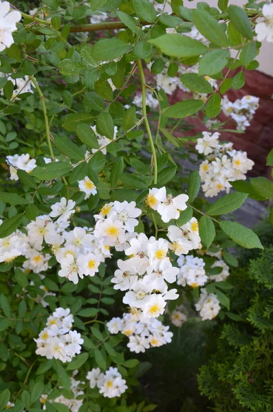 Rosa Multiflora Japonská Růže Krásná Čistě Bílá Růže Rosa Multiflora — Stock fotografie