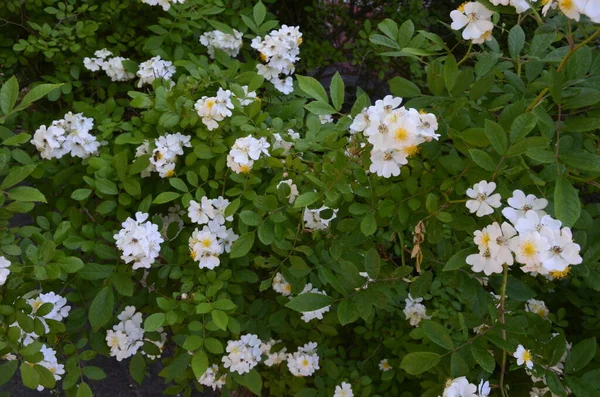 Rosa Multiflora Japansk Ros Härlig Ren Vit Ros Rosa Multiflora — Stockfoto