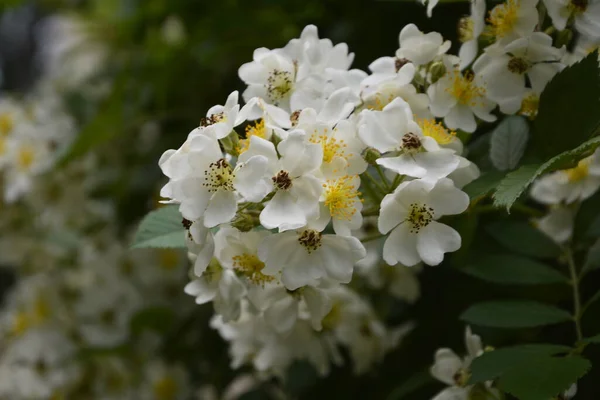 Rosa Multiflora Japon Gülü Güzel Saf Beyaz Bir Gül Rosa — Stok fotoğraf